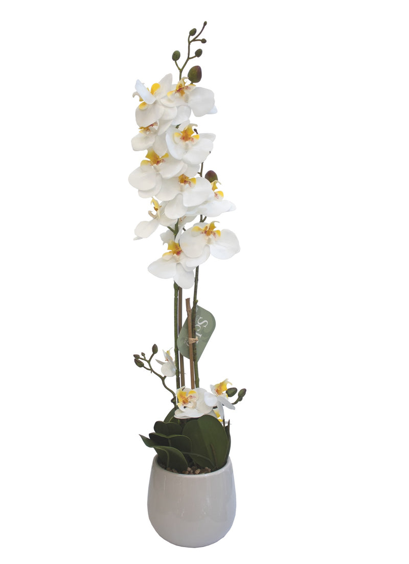 ARREGLO FLORAL ORQUIDEAS 4 TALLOS 17 FLORES ARREGLO FLORAL ORQUIDEAS 4 TALLOS 17 FLORES