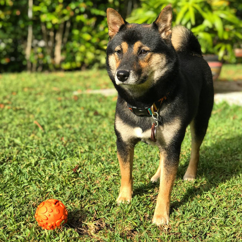 PELOTA NOVAFLEX PARA PERRO L - NARANJA