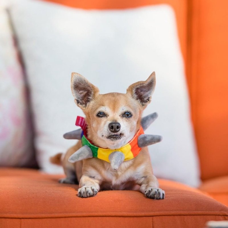 SPIKED COLLAR PARA PERRO S - MULTICOLOR