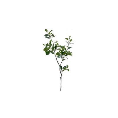 FICUS ITALIANO 38" VERDE