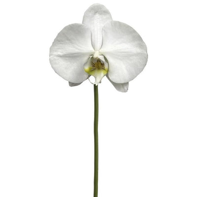 ORQUÍDIA PHALAENOPSIS VERDE 36"