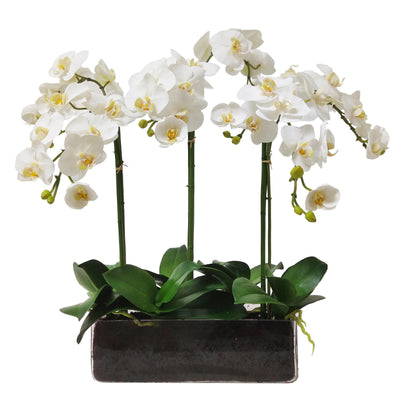 ORQUÍDIA PHALAENOPSIS DOS TONOS 39" ORQUÍDIA PHALAENOPSIS DOS TONOS 39"