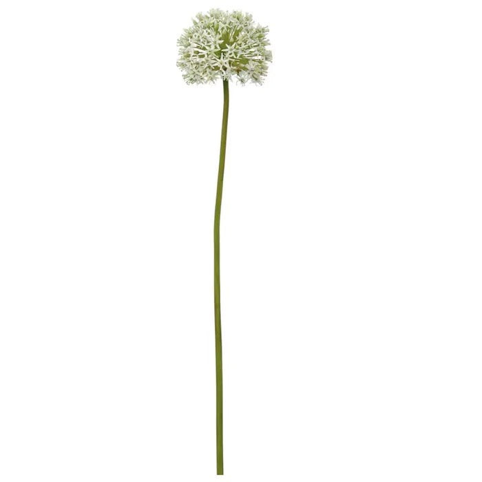 ALLIUM MONTE EVEREST BLANCO CLARO 28" ALLIUM MONTE EVEREST BLANCO CLARO 28"