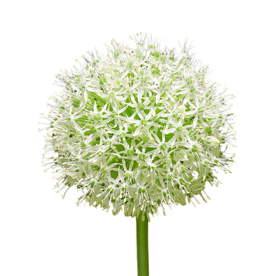 ALLIUM MONTE EVEREST BLANCO 28" ALLIUM MONTE EVEREST BLANCO 28"