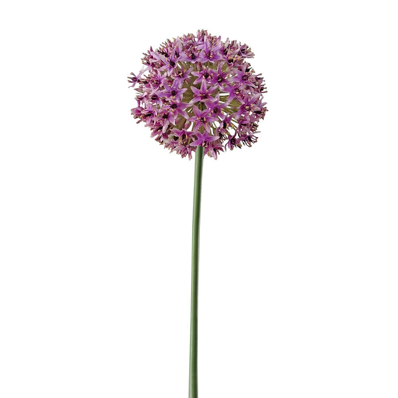 ALLIUM MONTE EVEREST 28" ALLIUM MONTE EVEREST 28"