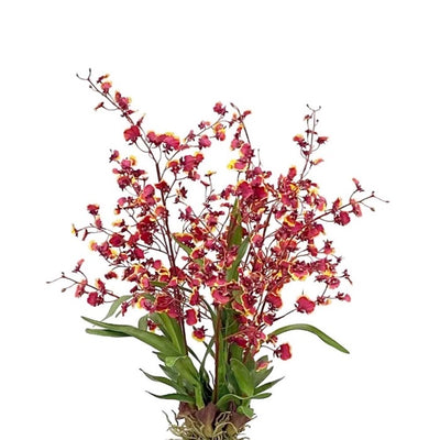 ORQUÍDEA BAILARINA ONCIDIUM  BU 40" ORQUÍDEA BAILARINA ONCIDIUM  BU 40"