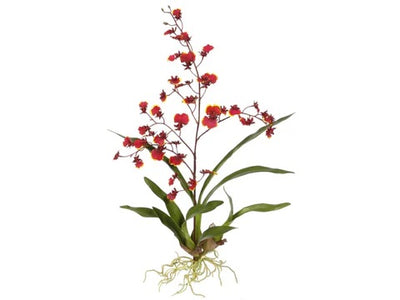 ORQUÍDEA BAILARINA ONCIDIUM  BU 40" ORQUÍDEA BAILARINA ONCIDIUM  BU 40"