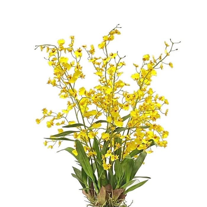 ORQUÍDEA BAILARINA ONCIDIUM  BKRD 40" ORQUÍDEA BAILARINA ONCIDIUM  BKRD 40"