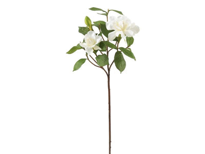 GARDENIA JUBILATION 26" GARDENIA JUBILATION 26"