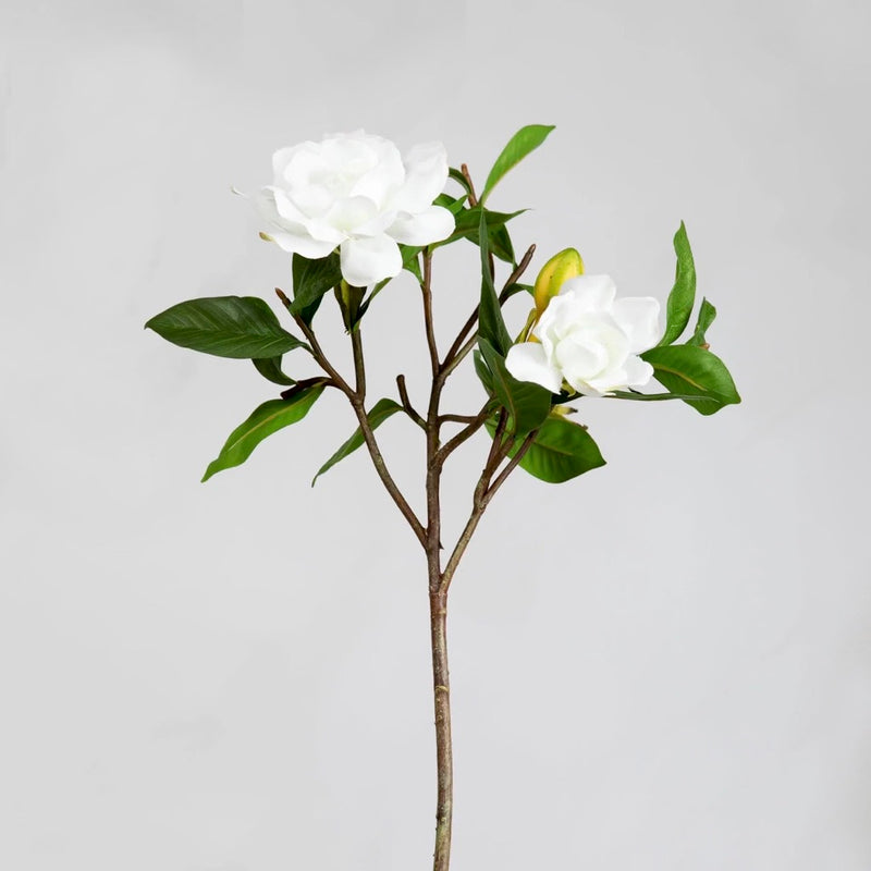 GARDENIA JUBILATION 26" GARDENIA JUBILATION 26"