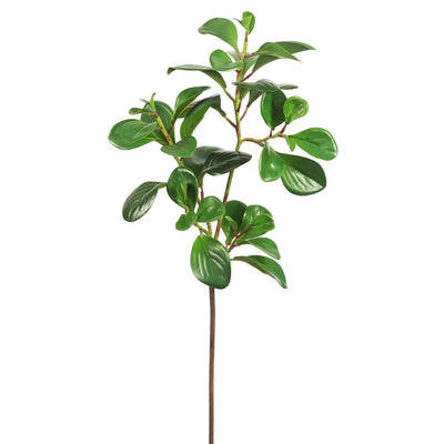 PEPEROMIA OBTUSIFOLIA L 27" VERDE