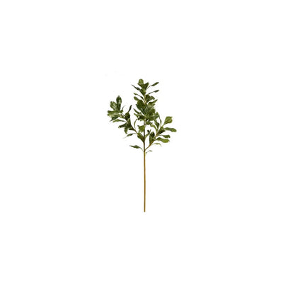 PITTOSPORUM25.5" VERDE