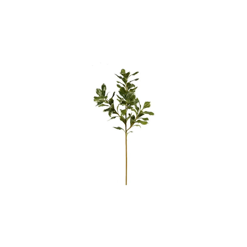 PITTOSPORUM25.5" VERDE