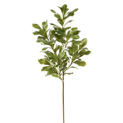 SPRAY DE PITTOSPORUM L 30"