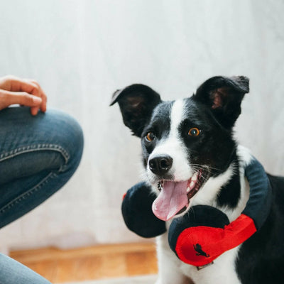 AUDÍFONOS JUGUETE PARA PERRO - ROJO/NEGRO