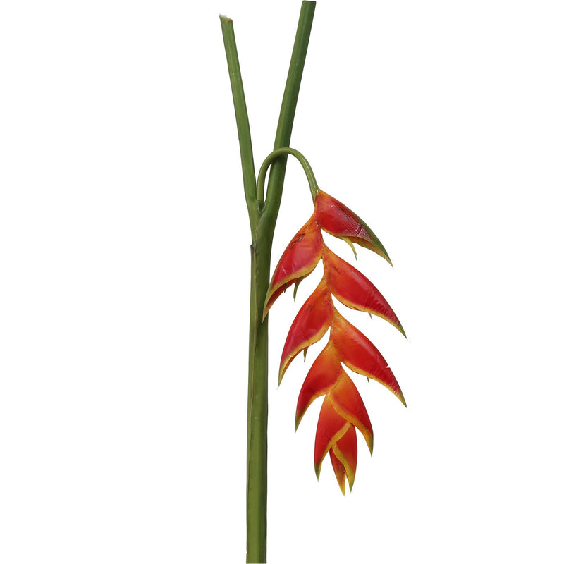 HELICONIA COLGANTE 35