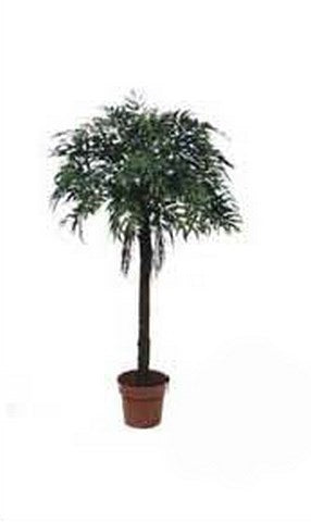 PLANTA ARTIFICIAL/LOVESICK TREE 1792LVS