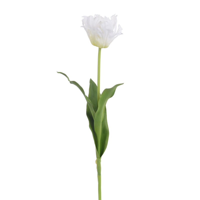 TULIPAN LORO 27" (BLANCO)