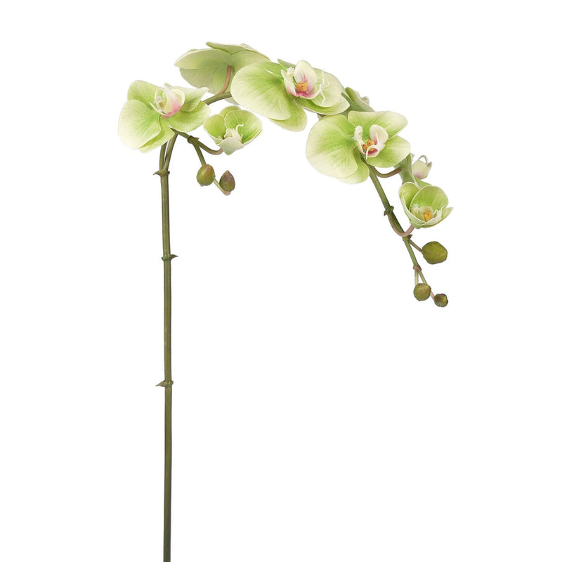 ORQUIDEA PHALAENOPSIS 33" (VERDE)