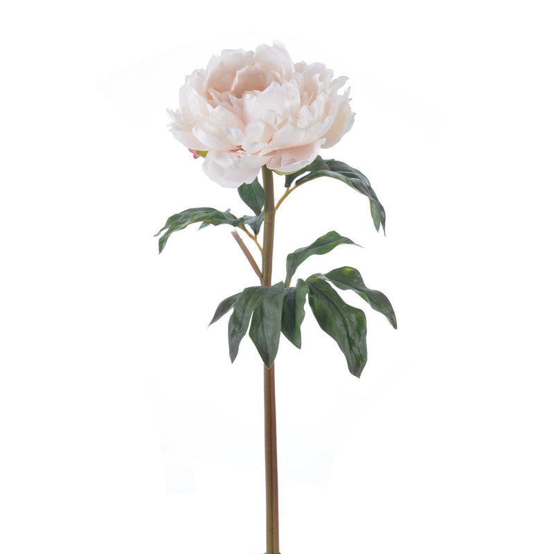 PEONIA 20.5 (MELOCOTON POLVO)