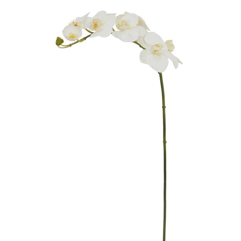 ORQUIDEA PHALAENOPSIS 31" (BITONO)