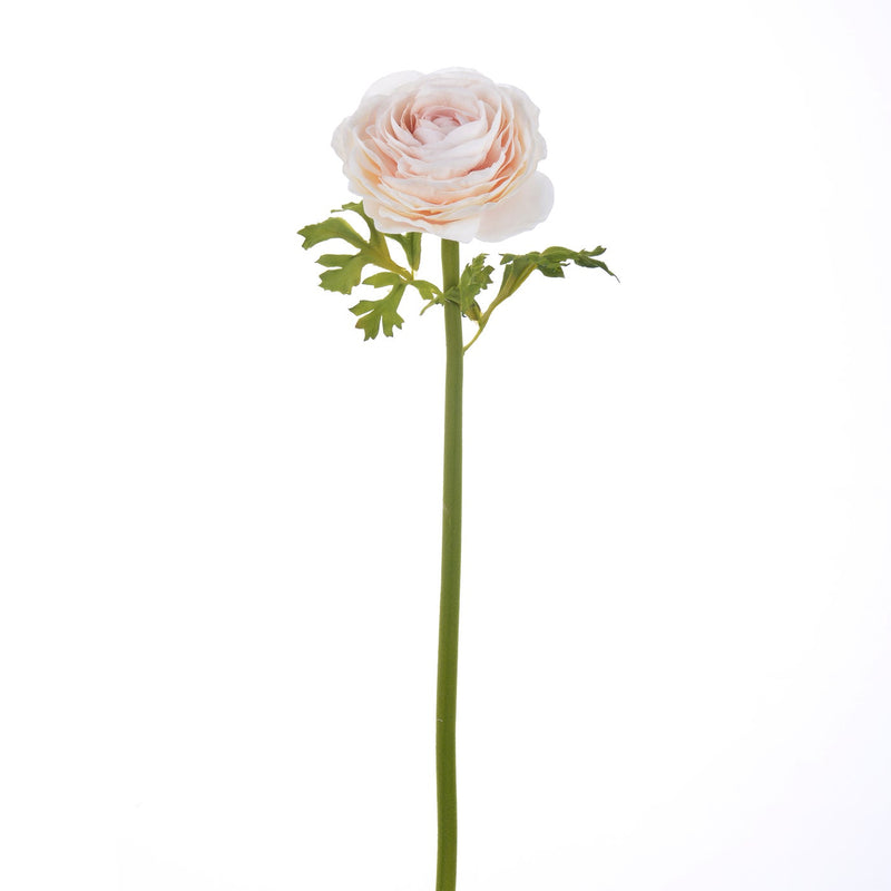 RANUNCULUS 22" (MELOCOTON POLVO)