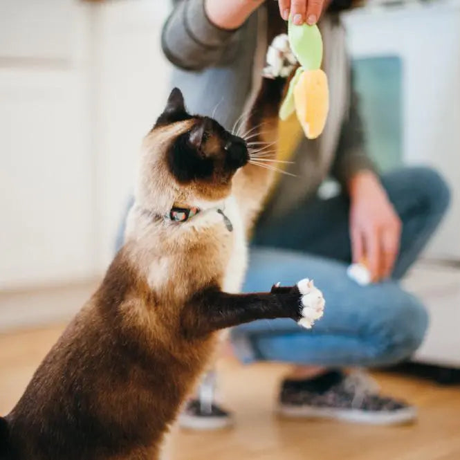 MAíZ JUGUETE PARA GATO - AMARILLO