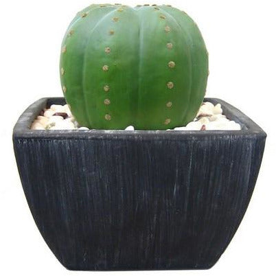 PLANTA DECORATIVA