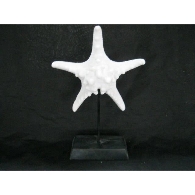 ADORNO DE ESTRELLA DE MAR