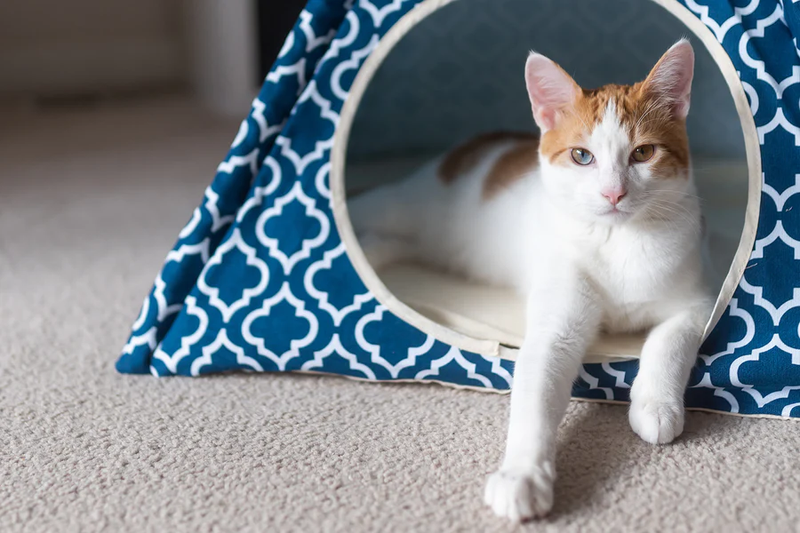 TIPI PARA MASCOTAS CLÁSICO - AZUL